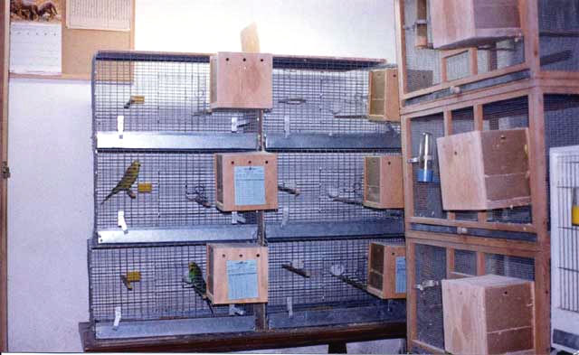 Breeder Cages