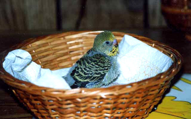 Chick in Basket