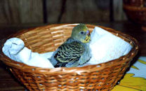 Chick in Basket