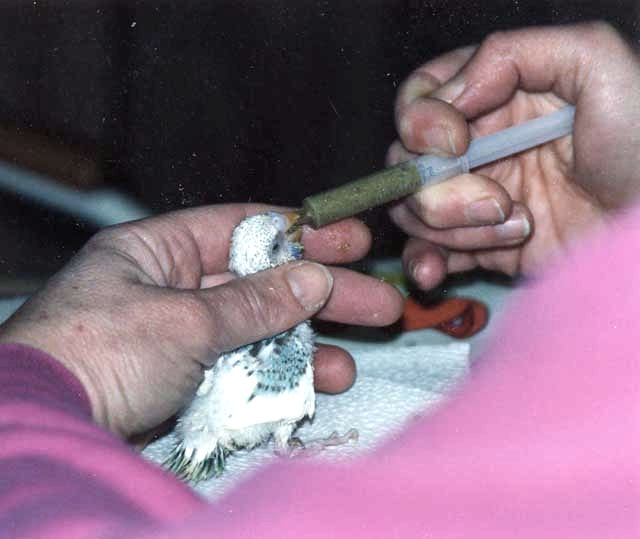 Handfeeding a Chick