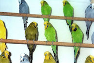 Chucks Budgies