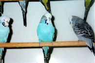 Chucks Budgies