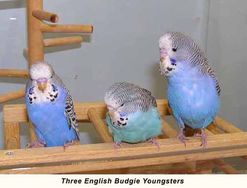 Baby English Budgies
