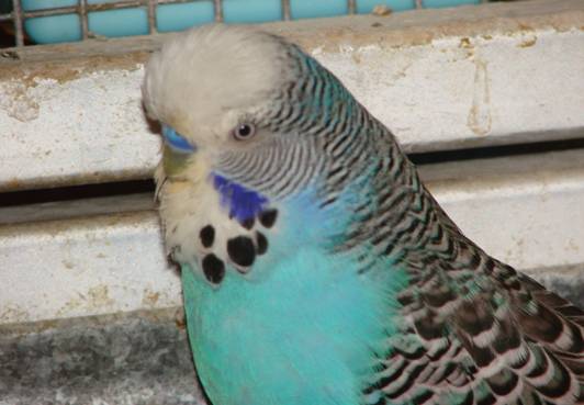 Budgie showing opalescence